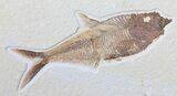 Nice, Diplomystus Fossil Fish - Wyoming #50865-1